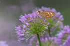 Fiery skipper on purple flowers, Kentucky Art Print